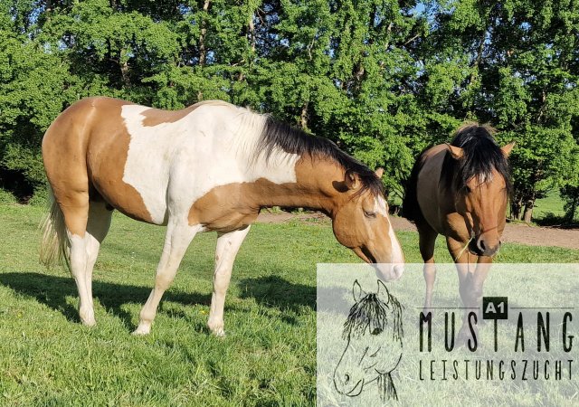 #Suffieldmustang #rote Papiere #Mustang #Kanada #Menschenbezogen #gelehrig #robust #wendig #Leistungsbereit #Leistungsfähig #Kinderlieb #Halfterführig #herdenverträglich #sozialisiert