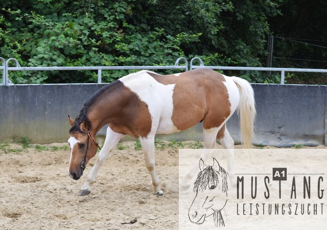 #Suffieldmustang #rote Papiere #Mustang #Kanada #Menschenbezogen #gelehrig #robust #wendig #Leistungsbereit #Leistungsfähig #Kinderlieb #Halfterführig #herdenverträglich #sozialisiert