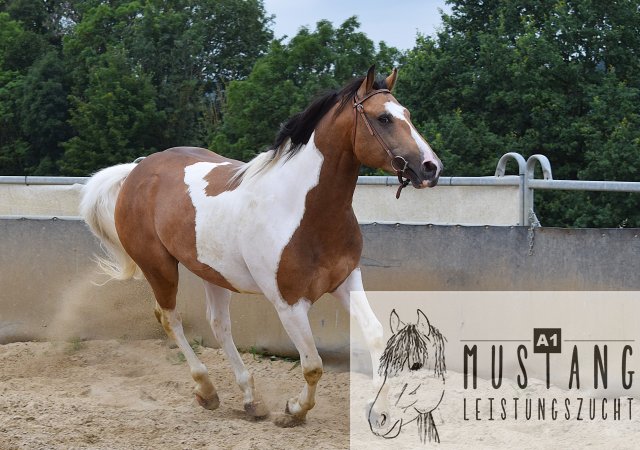 #Suffieldmustang #rote Papiere #Mustang #Kanada #Menschenbezogen #gelehrig #robust #wendig #Leistungsbereit #Leistungsfähig #Kinderlieb #Halfterführig #herdenverträglich #sozialisiert