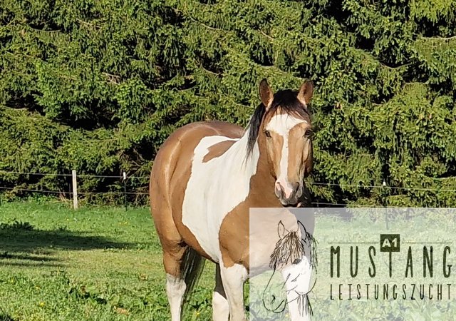 #Suffieldmustang #rote Papiere #Mustang #Kanada #Menschenbezogen #gelehrig #robust #wendig #Leistungsbereit #Leistungsfähig #Kinderlieb #Halfterführig #herdenverträglich #sozialisiert
