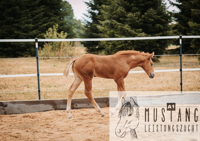 #Suffieldmustang #rote Papiere #Mustang #Kanada #Menschenbezogen #gelehrig #robust #wendig #Leistungsbereit #Leistungsfähig #Kinderlieb #Halfterführig #herdenverträglich #sozialisiert