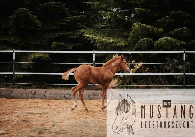 #Suffieldmustang #rote Papiere #Mustang #Kanada #Menschenbezogen #gelehrig #robust #wendig #Leistungsbereit #Leistungsfähig #Kinderlieb #Halfterführig #herdenverträglich #sozialisiert
