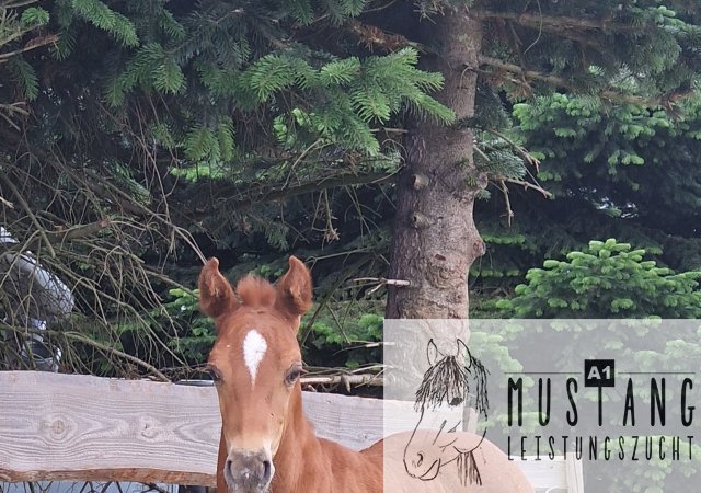 #Suffieldmustang #rote Papiere #Mustang #Kanada #Menschenbezogen #gelehrig #robust #wendig #Leistungsbereit #Leistungsfähig #Kinderlieb #Halfterführig #herdenverträglich #sozialisiert