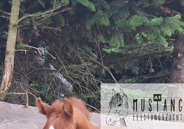#Suffieldmustang #rote Papiere #Mustang #Kanada #Menschenbezogen #gelehrig #robust #wendig #Leistungsbereit #Leistungsfähig #Kinderlieb #Halfterführig #herdenverträglich #sozialisiert