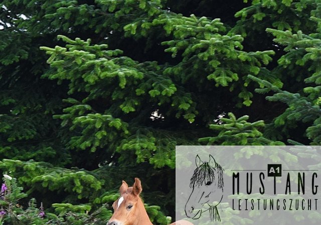 #Suffieldmustang #rote Papiere #Mustang #Kanada #Menschenbezogen #gelehrig #robust #wendig #Leistungsbereit #Leistungsfähig #Kinderlieb #Halfterführig #herdenverträglich #sozialisiert
