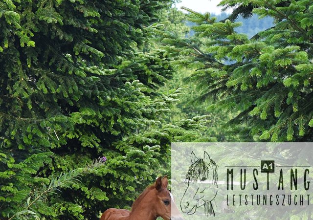 #Suffieldmustang #rote Papiere #Mustang #Kanada #Menschenbezogen #gelehrig #robust #wendig #Leistungsbereit #Leistungsfähig #Kinderlieb #Halfterführig #herdenverträglich #sozialisiert