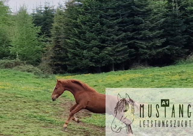 #Suffield #Mustang #Kiger #robust #Bewegungsfreudig #Bewegungsgewaltig #Kanada #Kinderfreundlich #menschenbezogen #korrektes #starkes #Fundament