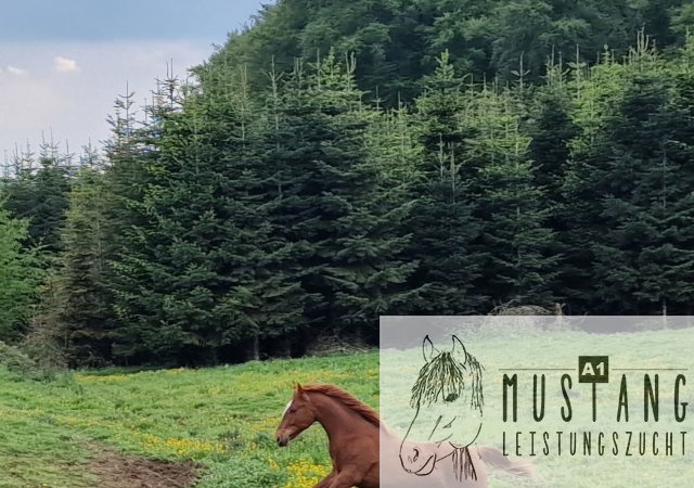 #Suffield #Mustang #Kiger #robust #Bewegungsfreudig #Bewegungsgewaltig #Kanada #Kinderfreundlich #menschenbezogen #korrektes #starkes #Fundament