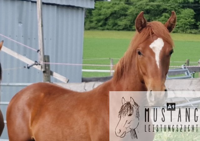 #Suffield #Mustang #Kiger #robust #Bewegungsfreudig #Bewegungsgewaltig #Kanada #Kinderfreundlich #menschenbezogen #korrektes #starkes #Fundament