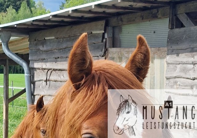 #Suffield #Mustang #Kiger #robust #Bewegungsfreudig #Bewegungsgewaltig #Kanada #Kinderfreundlich #menschenbezogen #korrektes #starkes #Fundament
