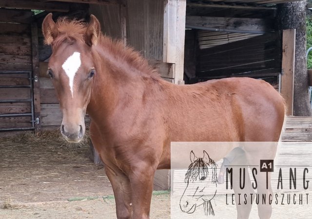 #mustang #kiger #kigermustang #hengst #bewegungsstark #menschenbezogen #kinderfreundlich #umgänglich #robust #ausbalanciert #sozialisiert #suffieldmustang #kanada