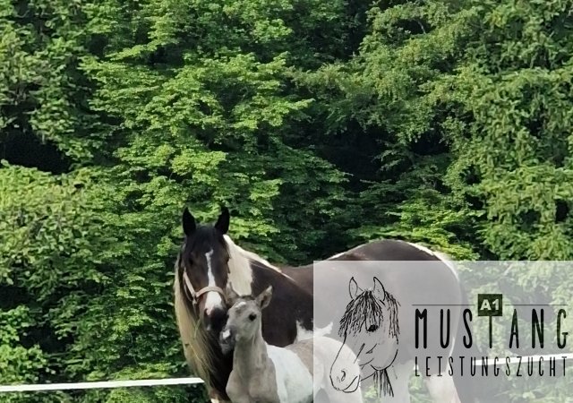 #Suffield #Mustang #Kiger #grullo #tobiano #robust #Bewegungsfreudig #Bewegungsgewaltig #Kanada #Kinderfreundlich #menschenbezogen #korrektes #starkes #Fundament