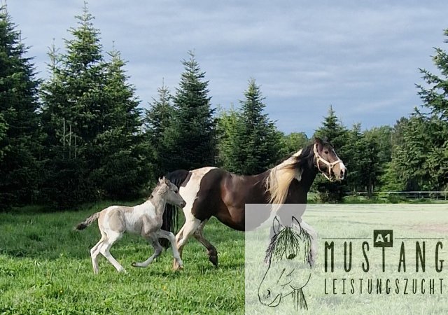 #Suffield #Mustang #Kiger #grullo #tobiano #robust #Bewegungsfreudig #Bewegungsgewaltig #Kanada #Kinderfreundlich #menschenbezogen #korrektes #starkes #Fundament