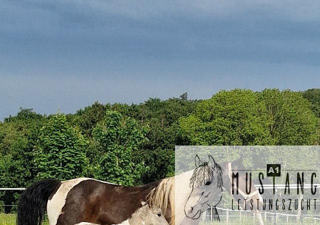 #Suffield #Mustang #Kiger #grullo #tobiano #robust #Bewegungsfreudig #Bewegungsgewaltig #Kanada #Kinderfreundlich #menschenbezogen #korrektes #starkes #Fundament