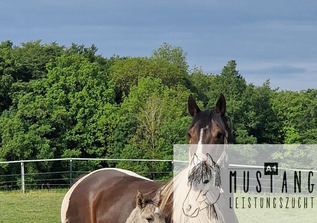 #Suffield #Mustang #Kiger #grullo #tobiano #robust #Bewegungsfreudig #Bewegungsgewaltig #Kanada #Kinderfreundlich #menschenbezogen #korrektes #starkes #Fundament