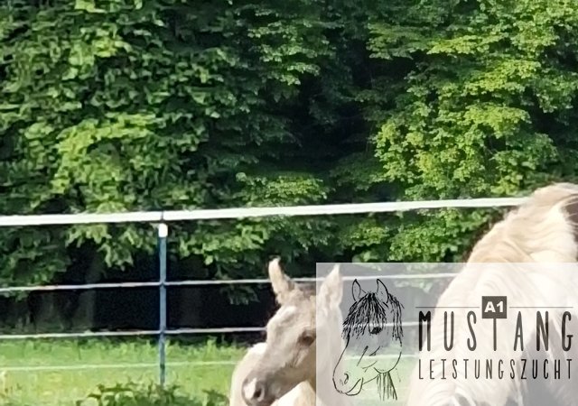 #Suffield #Mustang #Kiger #grullo #tobiano #robust #Bewegungsfreudig #Bewegungsgewaltig #Kanada #Kinderfreundlich #menschenbezogen #korrektes #starkes #Fundament