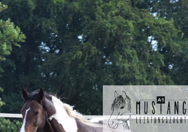 #Suffieldmustang #rote Papiere #Mustang #Kanada #Menschenbezogen #gelehrig #robust #wendig #Leistungsbereit #Leistungsfähig #Kinderlieb #Halfterführig #herdenverträglich #sozialisiert