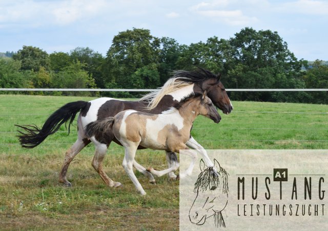 #Suffieldmustang #rote Papiere #Mustang #Kanada #Menschenbezogen #gelehrig #robust #wendig #Leistungsbereit #Leistungsfähig #Kinderlieb #Halfterführig #herdenverträglich #sozialisiert