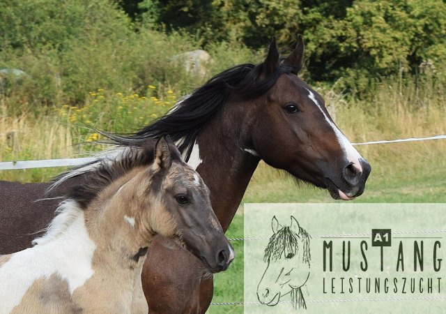#Suffieldmustang #rote Papiere #Mustang #Kanada #Menschenbezogen #gelehrig #robust #wendig #Leistungsbereit #Leistungsfähig #Kinderlieb #Halfterführig #herdenverträglich #sozialisiert