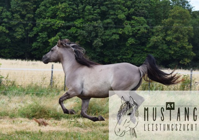 #Kigermustang #rote Papiere #Mustang #Amerika #Menschenbezogen #gelehrig #robust #wendig #Leistungsbereit #Leistungsfähig #Kinderlieb #Halfterführig #herdenverträglich #sozialisiert