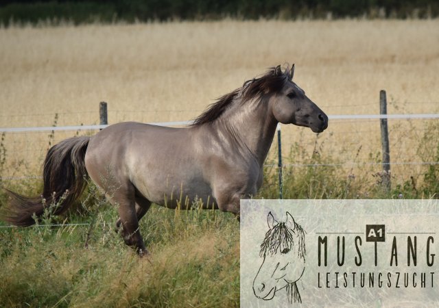 #Kigermustang #rote Papiere #Mustang #Amerika #Menschenbezogen #gelehrig #robust #wendig #Leistungsbereit #Leistungsfähig #Kinderlieb #Halfterführig #herdenverträglich #sozialisiert