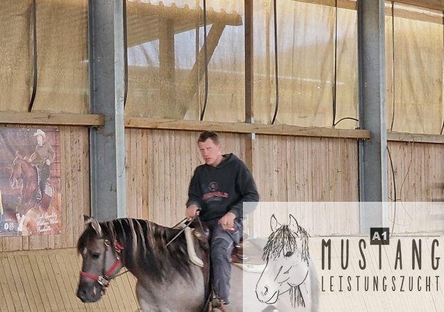 #Kiger #Mustang #Kigermustang #grullo #black #homozygot #rittig #sozial #Bewegungsstark #robust #silber #Bewegungsfreudig