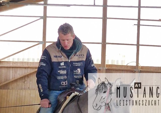 #Kiger #Mustang #Kigermustang #grullo #black #homozygot #rittig #sozial #Bewegungsstark #robust #silber #Bewegungsfreudig